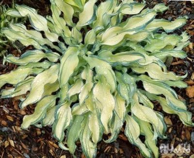 Лот: 17808682. Фото: 1. Хоста Рипл Эффект (Hosta Ripple... Садовые цветы