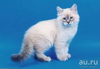 Лот: 13692404. Фото: 1. невская маскарадная котенок. Кошки, котята