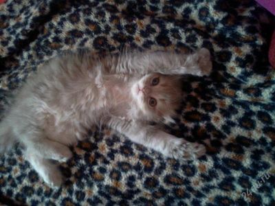 Лот: 1577702. Фото: 1. срочно! продам шотланскую вислоухую... Кошки, котята