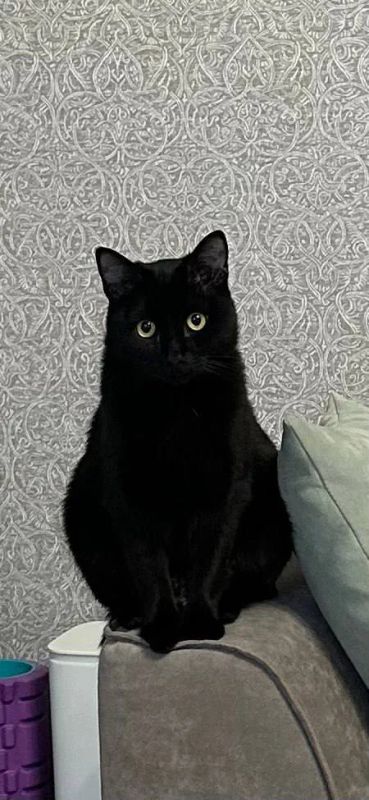 Лот: 22558159. Фото: 1. Черный котенок мальчик. Кошки, котята