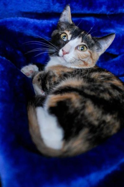 Лот: 7349440. Фото: 1. Отдам в добрые руки Кошку Анкару. Кошки, котята
