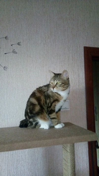 Лот: 11954762. Фото: 1. Курильский бобтейл. Кошки, котята