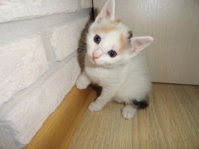 Лот: 3340899. Фото: 1. Отдам котенка. Кошки, котята