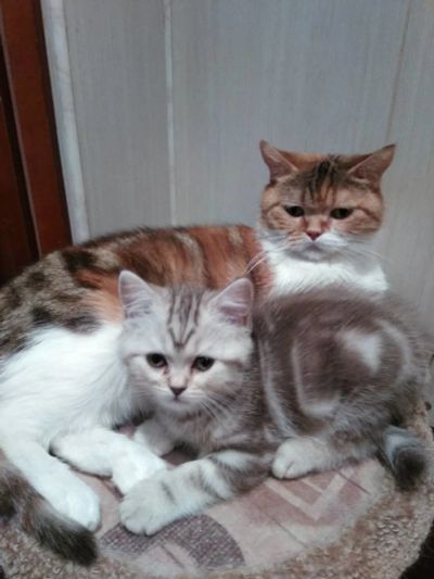 Лот: 17046705. Фото: 1. Британские котята. Кошки, котята