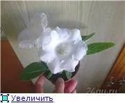 Лот: 111744. Фото: 1. глоксиния белая. Горшечные растения и комнатные цветы