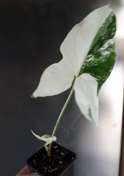 Лот: 13801618. Фото: 1. Сингониум Imperial white. Горшечные растения и комнатные цветы