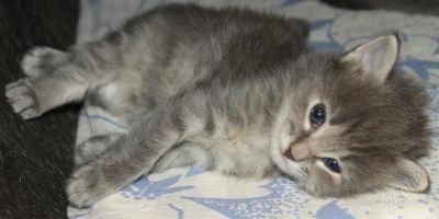 Лот: 2355200. Фото: 1. Отдам котят , в хорошие руки. Кошки, котята