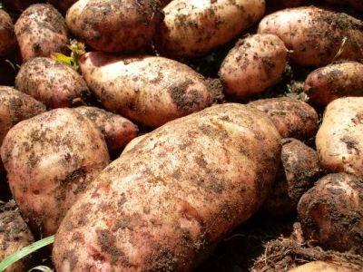 Лот: 6178776. Фото: 1. Картофель вкусный, рассыпчатый... Картофель