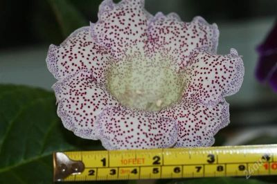 Лот: 2889187. Фото: 1. Глоксиния 32 (цветущее растение... Горшечные растения и комнатные цветы