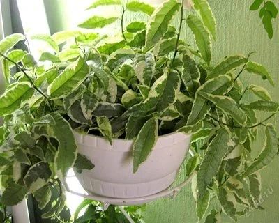 Лот: 1198189. Фото: 1. Фикус укореняющийся, Ficus radicans... Горшечные растения и комнатные цветы