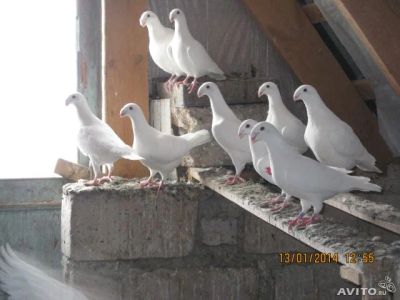 Лот: 6285106. Фото: 1. Немецкие выставочные голуби. Птицы