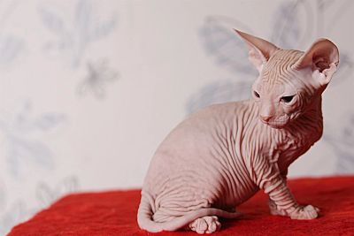 Лот: 3537892. Фото: 1. Донской Сфинкс, мальчик. Кошки, котята