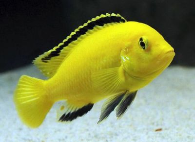 Лот: 8326328. Фото: 1. Лабидохромис еллоу (Labidochromis... Рыбки