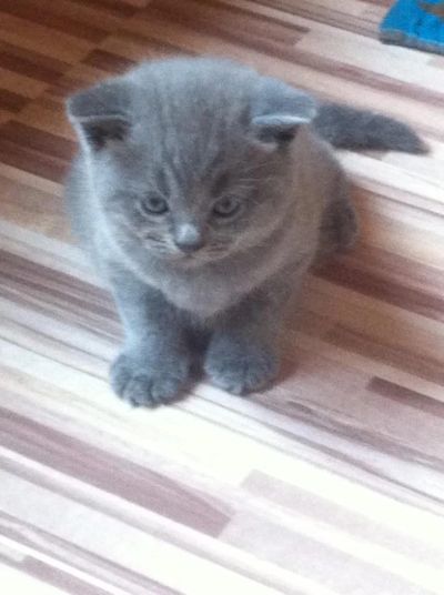 Лот: 5993888. Фото: 1. Британские котята. Кошки, котята