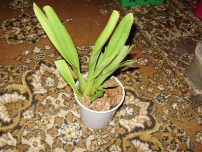 Лот: 4422234. Фото: 1. орхидея камбрия Burrageara 'Nelly... Горшечные растения и комнатные цветы