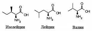 Лот: 5414783. Фото: 1. БЦАА / BCAA 2:1:1 Wirud 0.5кг. Спортивное питание, витамины