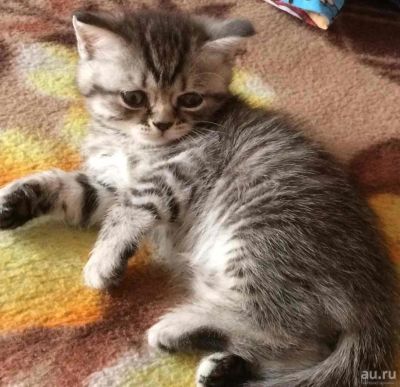 Лот: 9786161. Фото: 1. Отдам в хорошие руки котят-шотландцев. Кошки, котята