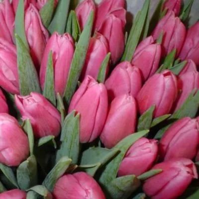 Лот: 15111903. Фото: 1. Тюльпаны оптом Иркутск сорт Pink... Свежие цветы