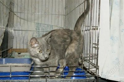 Лот: 633063. Фото: 1. Подарю кошечку. Помесь с британцем... Остальные животные