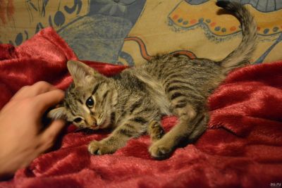Лот: 12809031. Фото: 1. Котята. Отдам в заботливые руки. Кошки, котята
