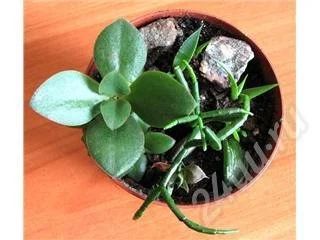 Лот: 2732. Фото: 1. Комнатные растения - группа суккулентов... Красноярск
