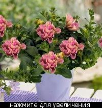 Лот: 7285627. Фото: 1. Вегетативная петуния Color Bells... Садовые цветы