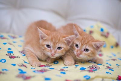 Лот: 5496298. Фото: 1. Отдам котят. Кошки, котята