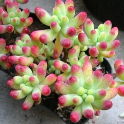 Лот: 11417509. Фото: 1. седум Sedum pachyphyllum. Горшечные растения и комнатные цветы