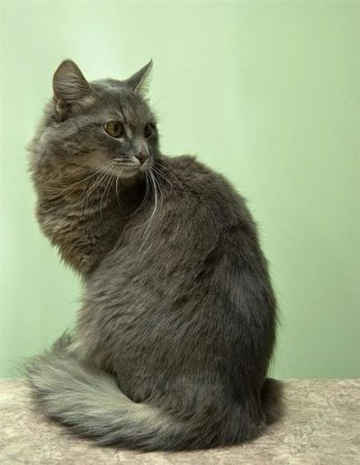 Лот: 942827. Фото: 1. Подарю котика, молодой, серый... Остальные животные