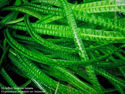 Лот: 3271231. Фото: 1. отдам криптокорина курчавая cryptocoryne... Водные растения
