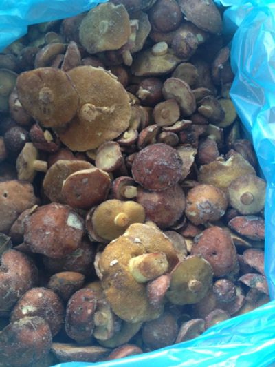Лот: 8215686. Фото: 1. Масленок замороженный. Грибы