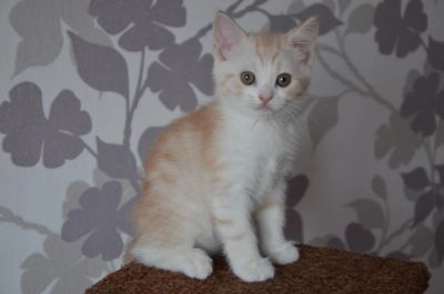 Лот: 4924694. Фото: 1. Шотландский рыжий котик. Кошки, котята
