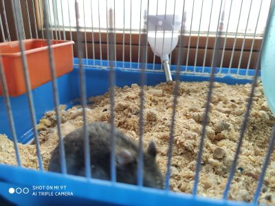 Лот: 17281500. Фото: 1. Хомяк. Остальные животные