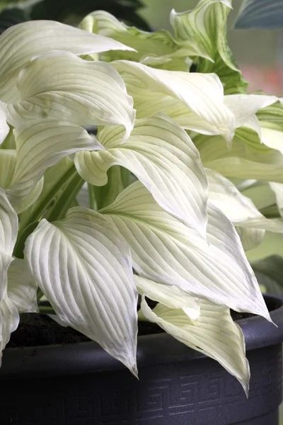 Лот: 12190537. Фото: 1. Хоста White Feather Белые перья. Садовые цветы