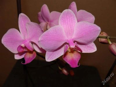 Лот: 1288848. Фото: 1. орхидея фаленопсис нежный окрас. Горшечные растения и комнатные цветы