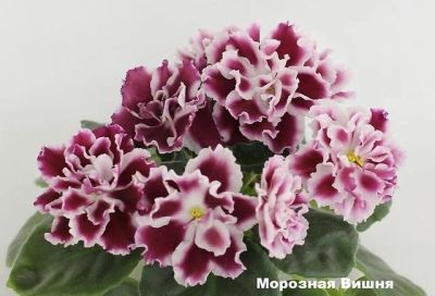 Лот: 6837424. Фото: 1. Фиалка -Морозная Вишня (К. Морев... Горшечные растения и комнатные цветы