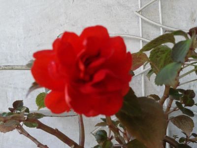 Лот: 10422915. Фото: 1. Бальзамин махровый "Coral Bells... Горшечные растения и комнатные цветы