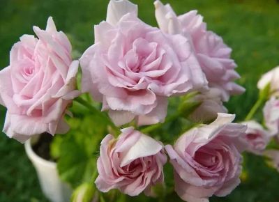Лот: 15279760. Фото: 1. Пеларгония Millfield Rose. Горшечные растения и комнатные цветы