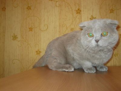 Лот: 4315155. Фото: 1. Котик для вязки. Кошки, котята