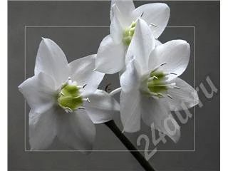 Лот: 182210. Фото: 1. Эухарис!. Горшечные растения и комнатные цветы