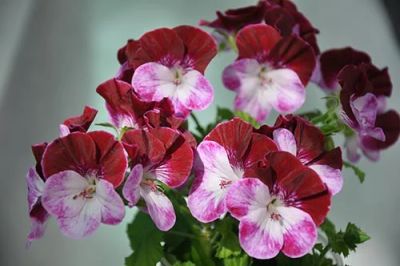 Лот: 10209223. Фото: 1. Пеларгония Cottenham Harmony. Горшечные растения и комнатные цветы