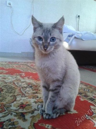 Лот: 2576485. Фото: 1. Голубоглазый котик, 6 мес. Кошки, котята