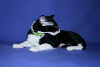 Лот: 3391638. Фото: 1. Котенок породы Ориентальная. Кошки, котята
