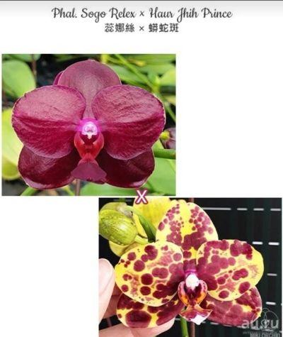 Лот: 17830223. Фото: 1. Орхидея Фаленопсис(271)Sogo Relex... Горшечные растения и комнатные цветы