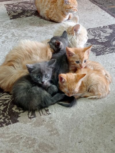 Лот: 25731605. Фото: 1. Рыжее счастье. Кошки, котята