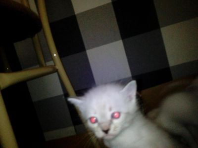 Лот: 4672422. Фото: 1. котята1месяц отдам. Кошки, котята