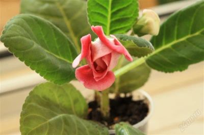 Лот: 2912774. Фото: 1. Глоксиния7 (цветущее растение). Горшечные растения и комнатные цветы