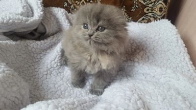 Лот: 11578050. Фото: 1. Шотландская вислоухая девочка. Кошки, котята
