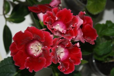 Лот: 4213340. Фото: 1. Глоксиния красная 3 (всё растение... Горшечные растения и комнатные цветы