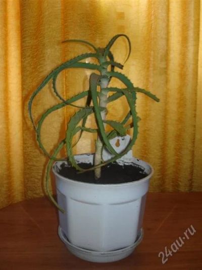 Лот: 954556. Фото: 1. алоэ лечебный. Горшечные растения и комнатные цветы